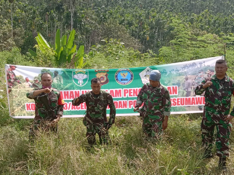 Kodim 0103/Aceh Utara Manfaatkan Lahan Eks Tanaman Ganja Seluas 22 Hektare