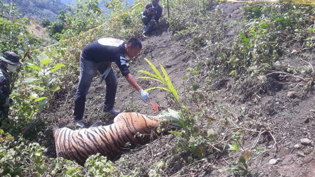 Kematian Harimau di Gunung Lhok Siron Terkenak Kawat Jerat Aring