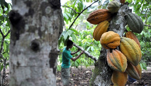 Produksi Kakao di Aceh Sedang Menurun