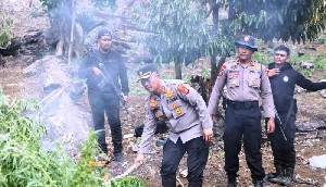 Polres Aceh Barat Musnahkan 32 Hektar Ladang Ganja