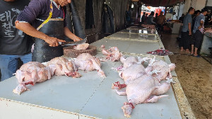Pekan Akhir Ramadhan, Harga Ayam Potong di Banda Aceh Merangkak Naik