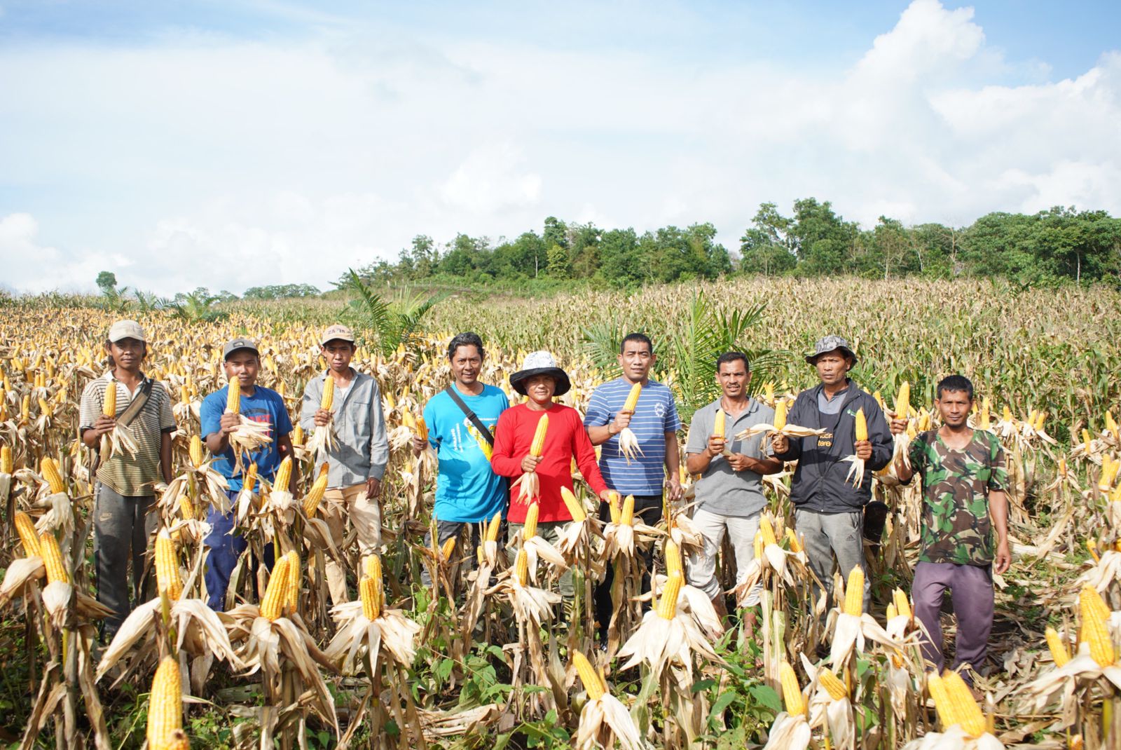 Petani Aceh Besar Panen Raya Jagung Ratusan Hektare