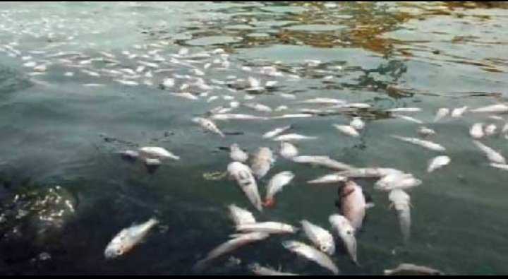 Ribuan Ikan Mati di Aceh Timur, DLK akan Pastikan Air Sungai Tercemar atau tidak
