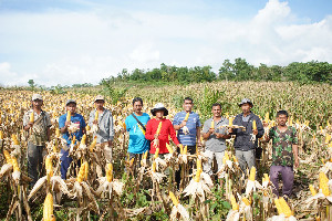 Petani Aceh Besar Panen Raya Jagung Ratusan Hektare