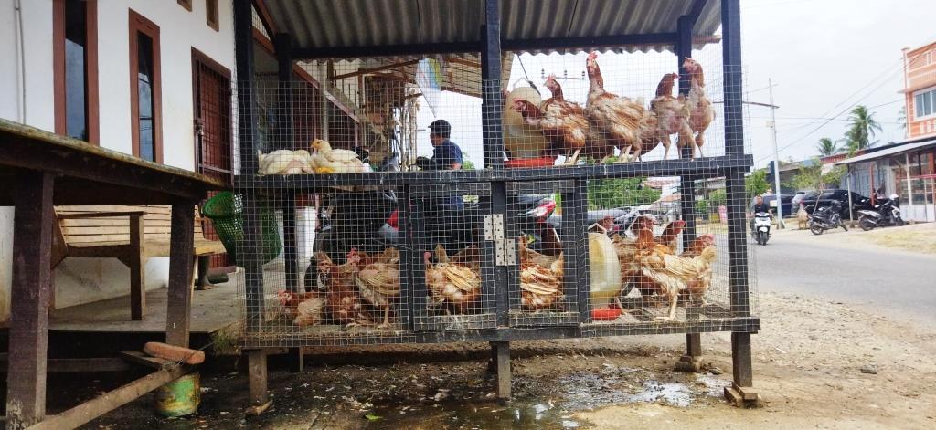 Penjualan Ayam di Pasar Lam Ateuk Jelang Idul Adha Sepi Pembeli