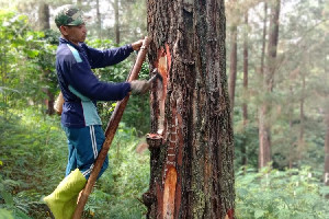 Pengusaha Minta Pj Gubernur Tinjau Ulang Pergub Larangan Penjualan Getah Pinus Keluar Aceh