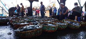 Sepi Pembeli, Harga Ikan di TPI Lampulo Jelang Idul Adha Relatif Stabil