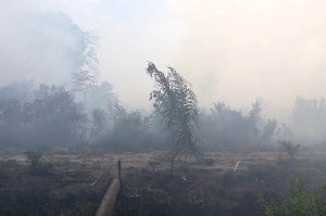 Hutan dan Lahan di Nagan Raya Terbakar Meluas Hingga Enam Hektar