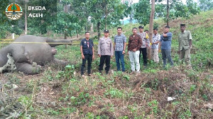 Diduga Gajah Mati di Aceh Tengah karena Diracun
