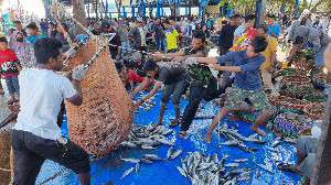 Harga Ikan Segar Di TPI Lampulo Sepekan Ini Berangsur Stabil
