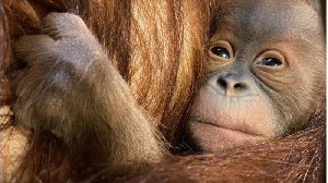 Empat Orangutan Sumatera Dipindahkan ke SRO Jantho