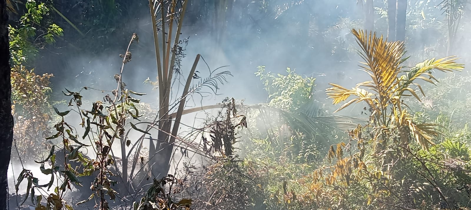 Karhutla Kian Marak, BPBD Aceh Besar Imbau Masyarakat Kurangi Aktivitas Membakar