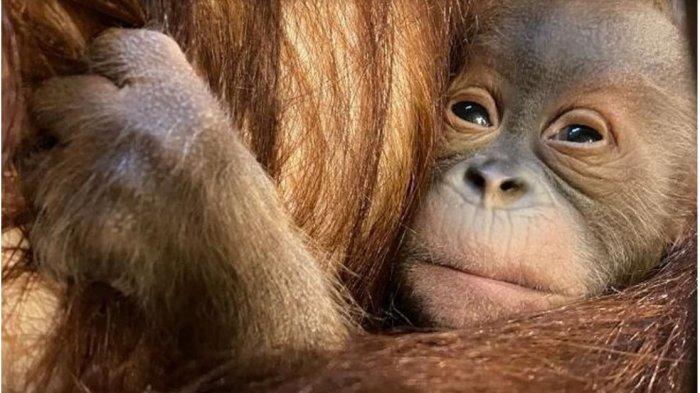 Empat Orangutan Sumatera Dipindahkan ke SRO Jantho