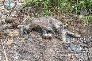Ditemukan Bayi Gajah Sumatra Mati di Perkebunan Aceh Timur