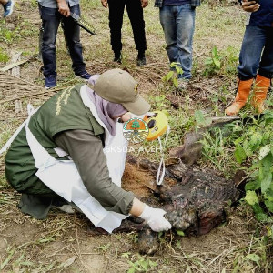 BKSDA Aceh Duga Anak Gajah Sumatera Mati di Aceh Timur Karena Keguguran