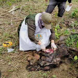 BKSDA Aceh Imbau Masyarakat Jaga Habitat Gajah Sumatera