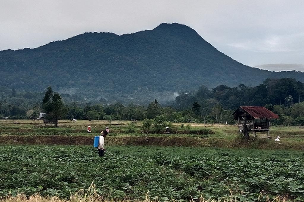 Alami El Nino, Petani Padi di Aceh Beralih ke Tanaman Ubi Rambat