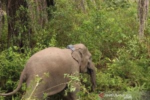 Konflik Gajah dan Manusia di Aceh Barat Akibat Perambahan dan Illegal Logging