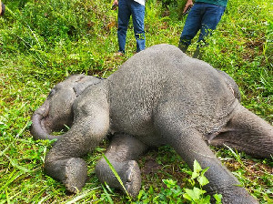 Diduga Terserang Virus, Anak Gajah Sumatra Ditemukan Mati