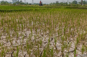 Para Petani di Pidie Aceh Merugi Akibat El Nino