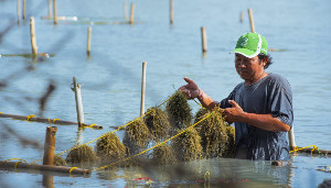 IPB: Potensi Rumput Laut Jadi Bahan Baku Pakan Ikan Akuakultur