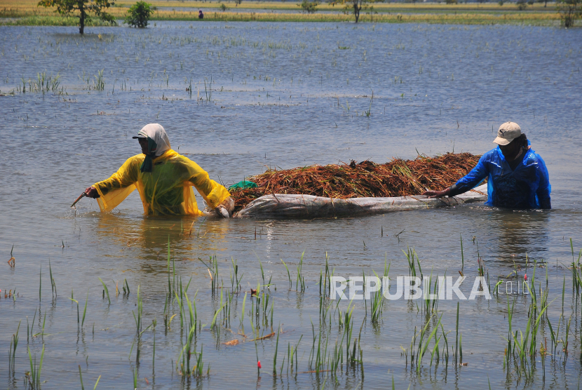 267 Hektare Sawah di Aceh Tenggara Gagal Panen Akibat Banjir
