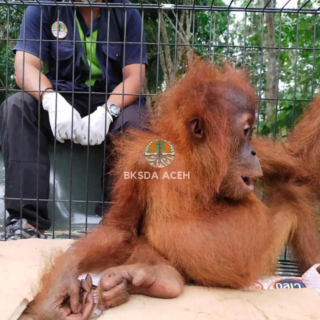 BKSDA Aceh Evakuasi Anak Orangutan Sumatera Terjebak di Kebun Sawit