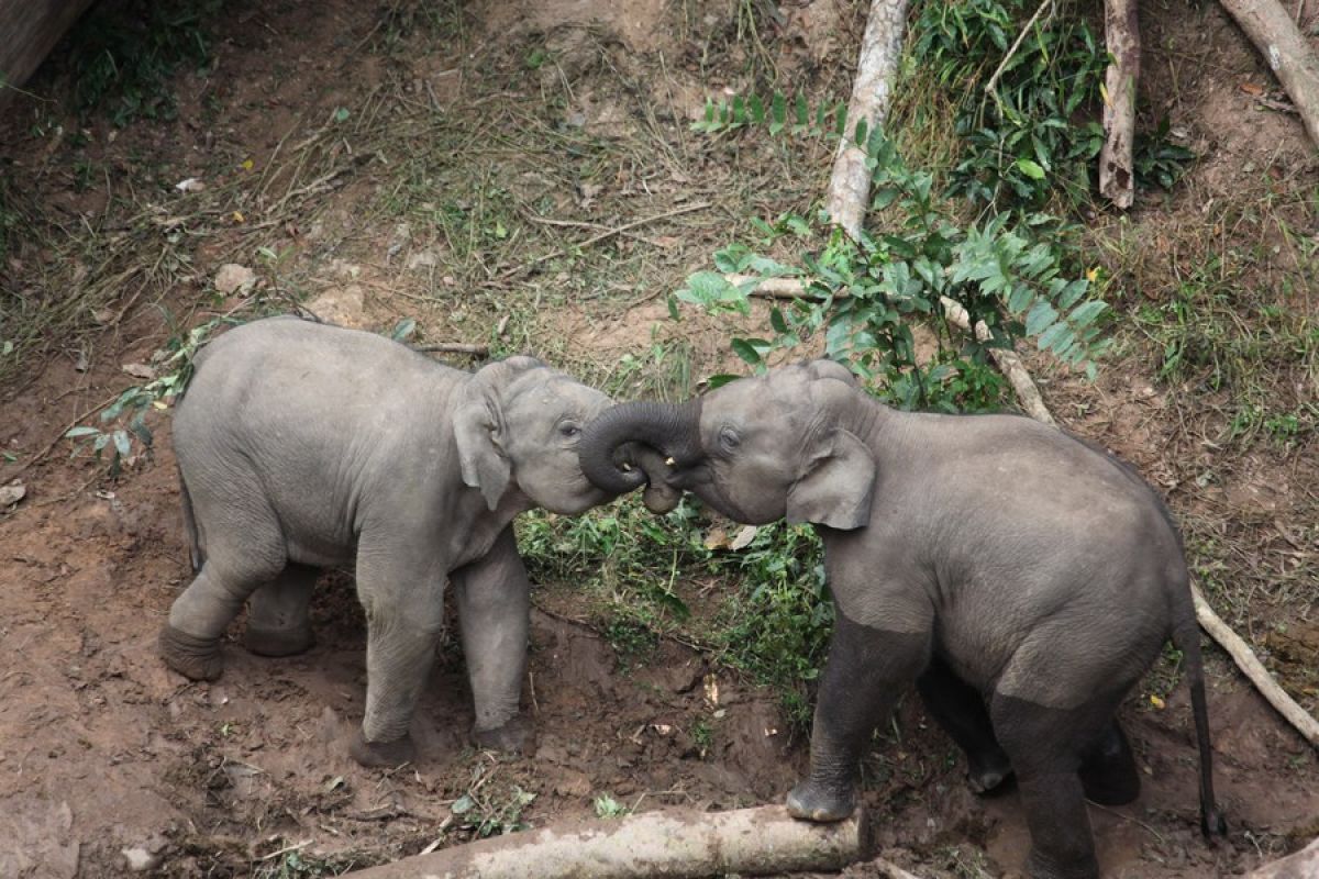 Anak Gajah Betina Lahir dengan Selamat di CRU Aceh Barat