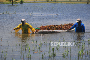 267 Hektare Sawah di Aceh Tenggara Gagal Panen Akibat Banjir