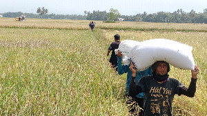 Perekonomian Aceh Terus Digerakkan di Sektor Pertanian