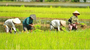 BI Nilai Aceh Perlu Hilirisasi Pertanian dan Pariwisata