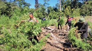 BNN Temukan 300 Titik Rawan Penanaman Ganja di Pegunungan Aceh