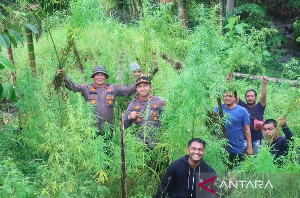 Polisi Musnahkan Lima Hektare Ladang Ganja di Aceh Utara