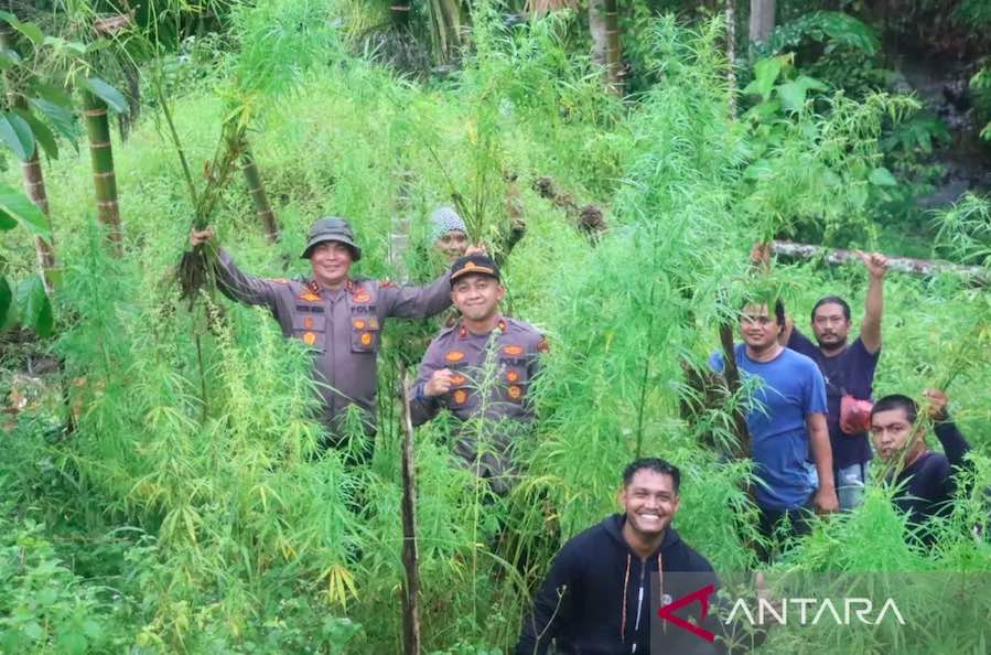 Polisi Musnahkan Lima Hektare Ladang Ganja di Aceh Utara