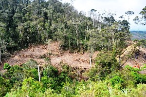 Aceh Tengah Tertinggi Angka Deforestasi Hutan di Provinsi Aceh