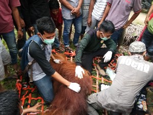 Orangutan Dievakuasi setelah Terjebak di Kebun Warga