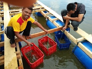 Pemko Banda Aceh Kenalkan Metode Budidaya Tiram Sistem Terapung