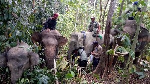 Hindari Konflik Manusia dan Satwa, Gajah Nadya dan Meutia Dipasangi GPS