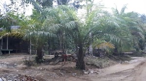 RTA Desak Polres Atam Usut Kasus Perambahan dan Konversi Lahan di Kaloy