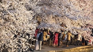 Bunga Sakura di Washington Terancam