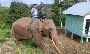 BKSD Aceh Kerahkan Dua Gajah Jinak ke Cot Girek