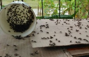Serangan Ribuan Lalat Resahkan Warga di Kemukiman Sapta Jaya
