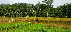 Babinsa Bantu Petani Kejar Realisasi Serapan Gabah di Aceh Tamiang