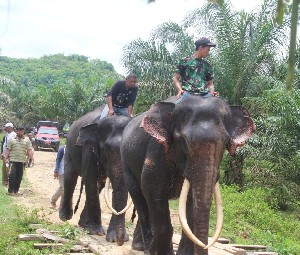 Atasi Konflik Satwa, 4 Gajah Jinak Dikirim ke CRU Cot Girek