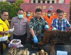 Lima Pelaku Penjual Kulit Harimau di Aceh Utara Ditangkap Polisi
