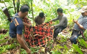 Mengganggu Perkebunan Warga, BKSDA Evakuasi Orangutan