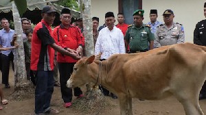 Bupati Aceh Barat Serahkan 20 Ekor Bibit Sapi Kepada Kelompok Tani