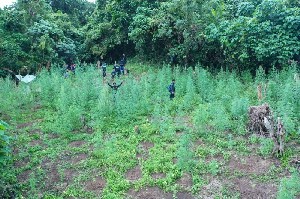 SatIntelkam Polres Bireuen Musnahkan 2 Hektar Ladang Ganja