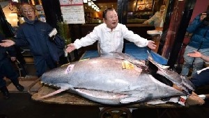 Pengusaha Restoran Jepang Beli Tuna Raksasa Rp 25M