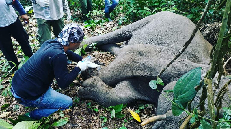 Seekor Gajah Terjerat Sling di Bireuen, BKSDA Imbau Warga Lindungi Satwa Liar